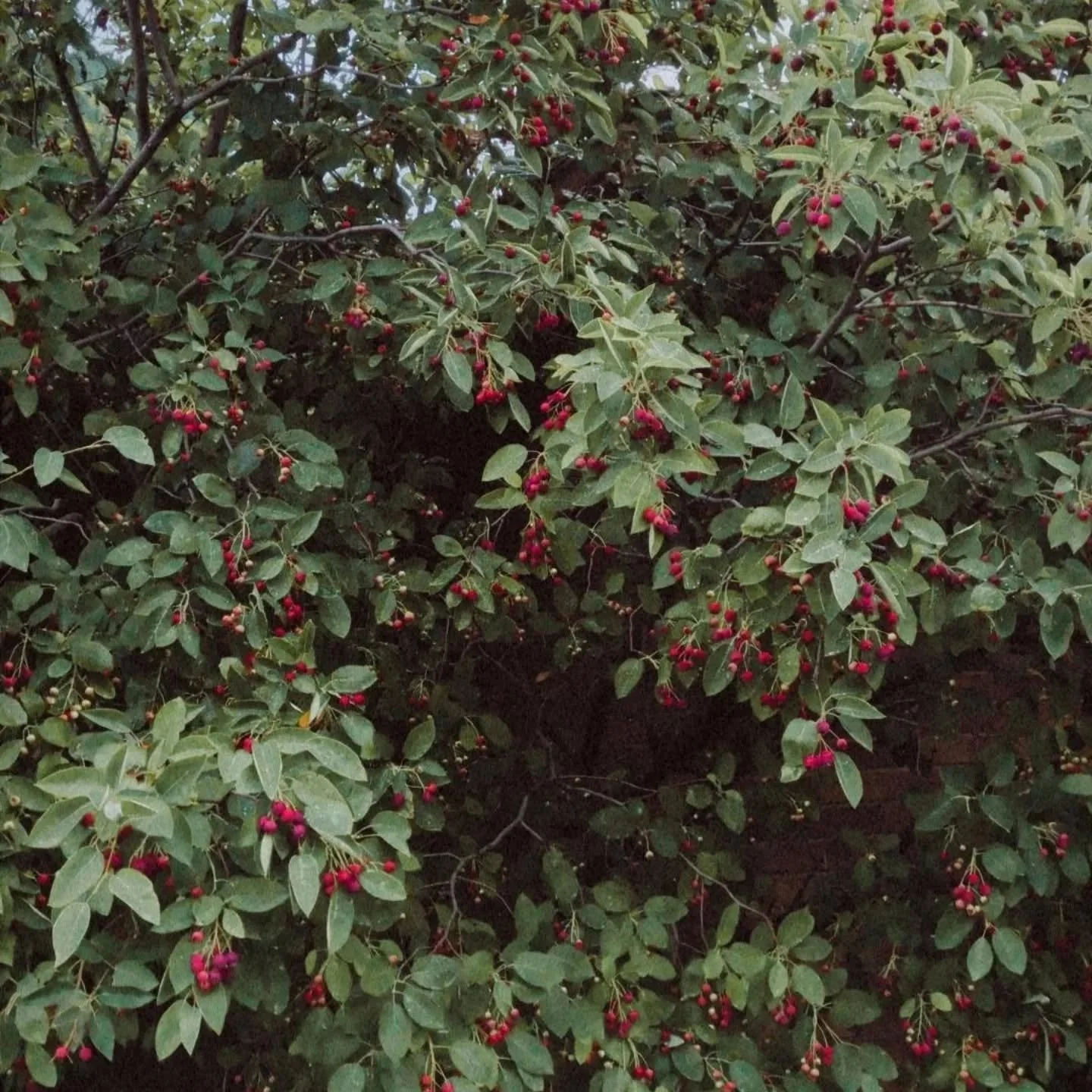Serviceberry + noticing 

Have you noticed the plants around you growing, changing, blooming, fruiting??

Are you ever curious about who is growing around you? 

Pausing to get curious 🤔 taking a picture, searching online or through a plant identifi