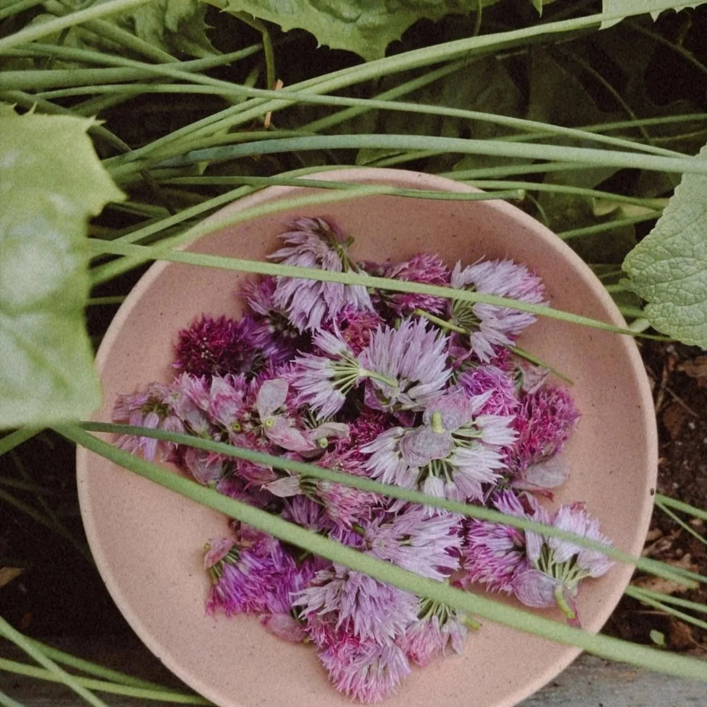 Chive flowers

This time last June I preserved these deliciously spicy flowers in vinegar, making a beautifully pink chive flower vinegar that we transformed into salad &amp; vegetable dressing.

This time around I'm going to preserve these blossoms 