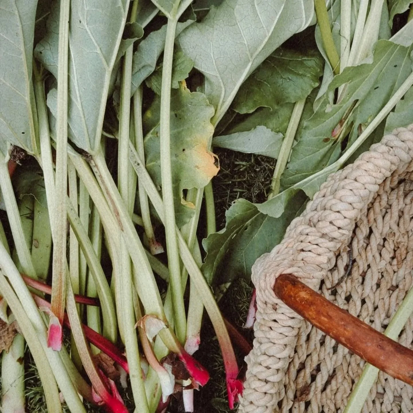 Rhubarb 💗 

I remember planting rhubarb babies in the garden 4-5 years ago. Rhubarb is one of the first plants to grow in the garden, taking up space &amp; getting comfortable with their broad beautiful leaves.

I've gotten better at twisting &amp; 