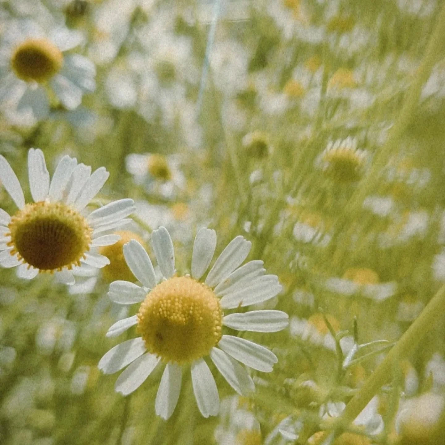 Chamomile 🌞

Picking chamomile flowers - imagine for a moment the sun gently warming your face &amp; skin, a sweet smell in the air &amp; a feeling of bright cheerfulness &amp; ease.

This plant is magical, so sweet, so kind &amp; so small. So many 