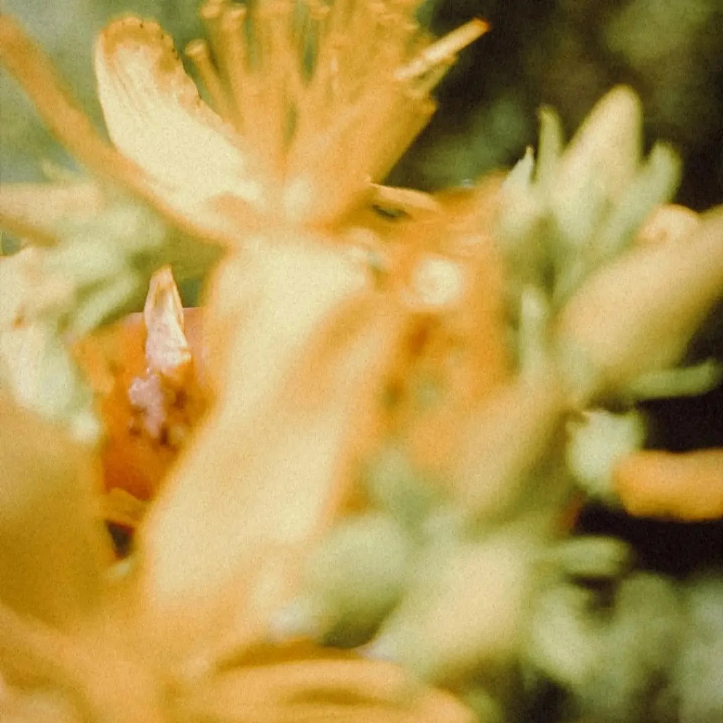 Sunshine from within 🌞

Within each one of us is an inner landscape which includes the sun, sun light, sunshine &amp; the image of the sun.

The last few days in the garden the colour yellow is catching my eye. The plants flowering in these photos a