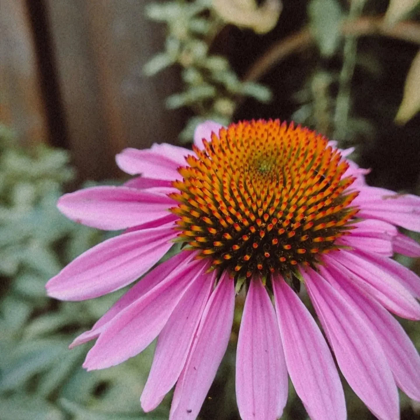 Echinacea flowering in the garden

Same plant but in many stages of growth - I appreciate being able to see these stages of flowering all at once.

I've worked with Echinacea root in a capsule &amp; tincture form - this is the first time Echinacea is