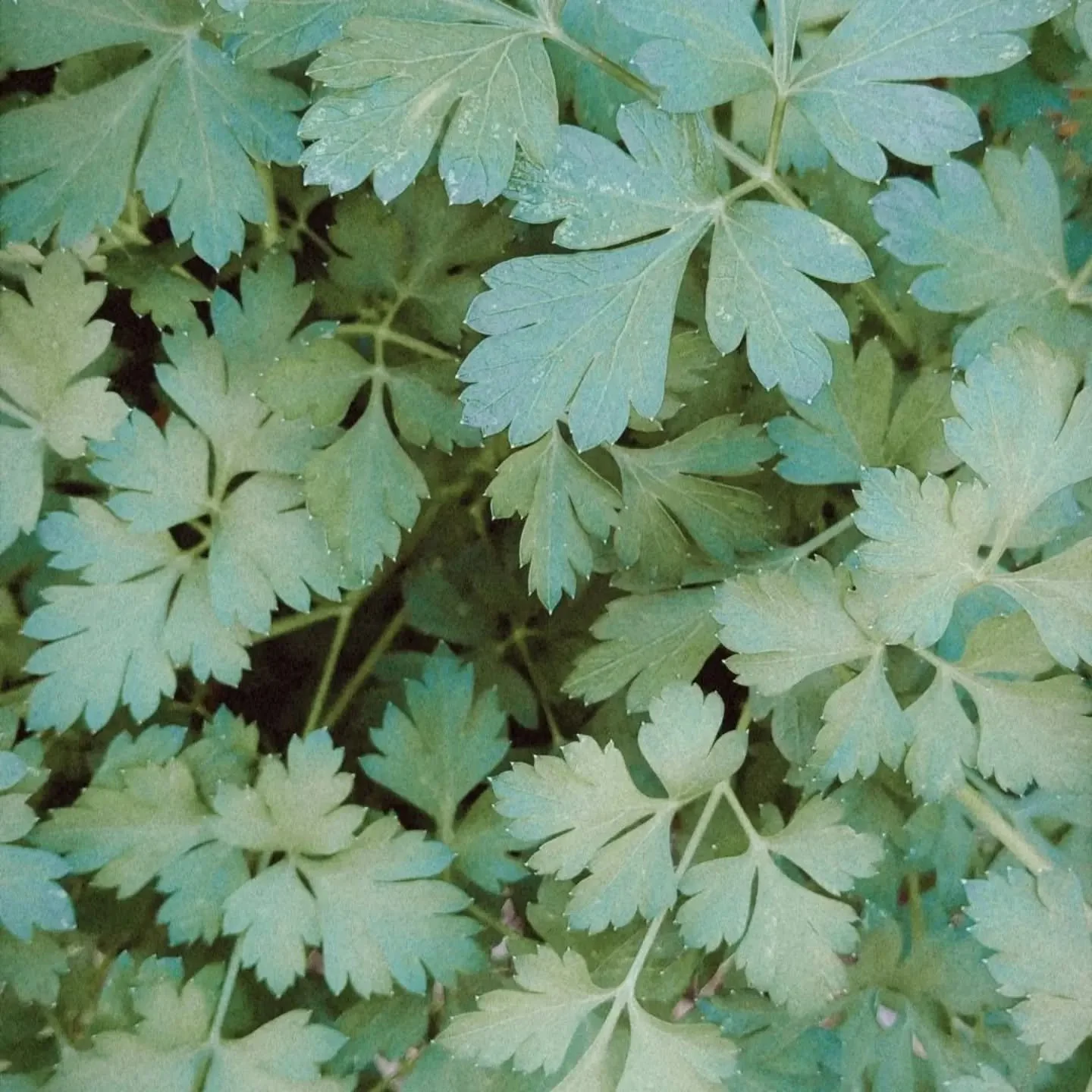 Soil to guts 🌿
From seeds we showed in early summer to a bowl of tabouli salad - there is power in this relationship, the garden feeding our intestinal ecosystems.

Chop parsley, green onion, tomato, fresh squeezed lemon juice, hemp hearts, quinoa &
