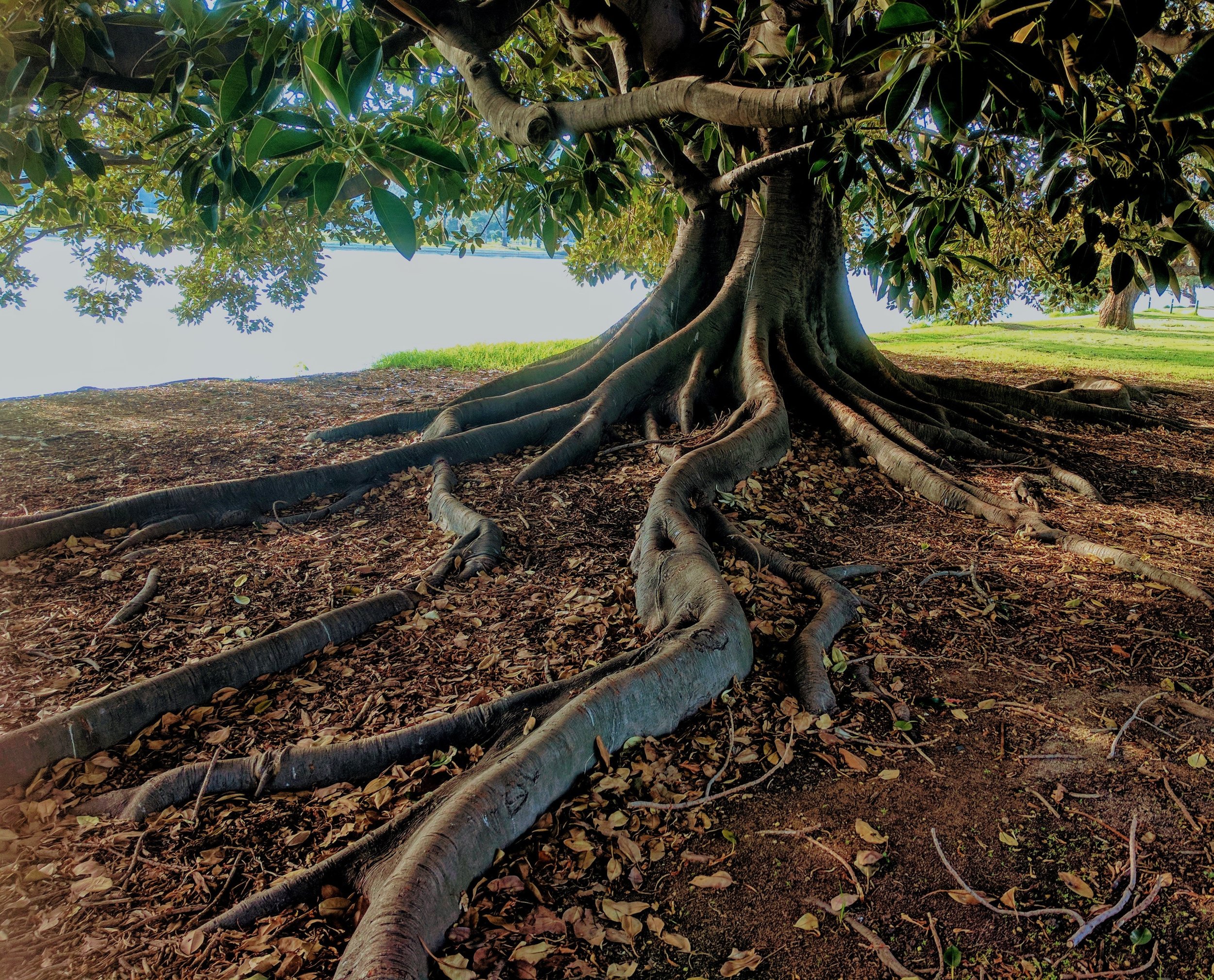 tree 1.jpg
