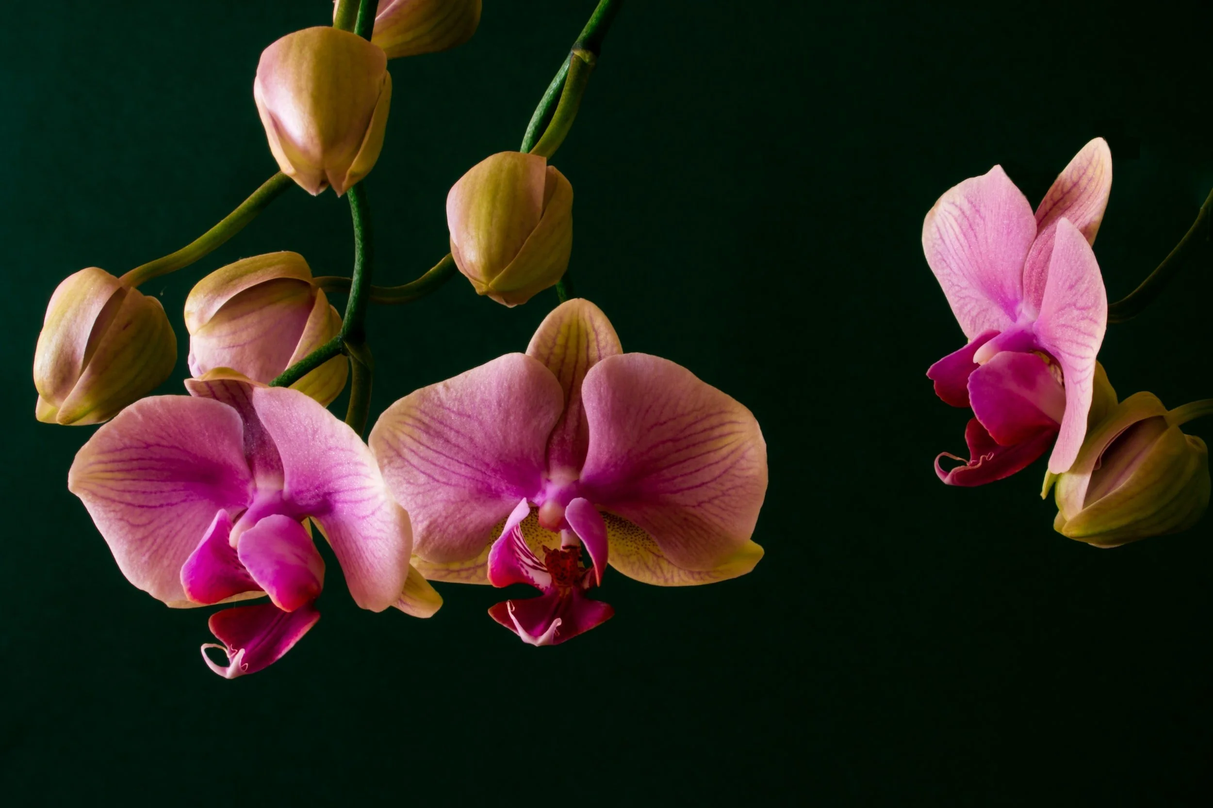 The orchid collector