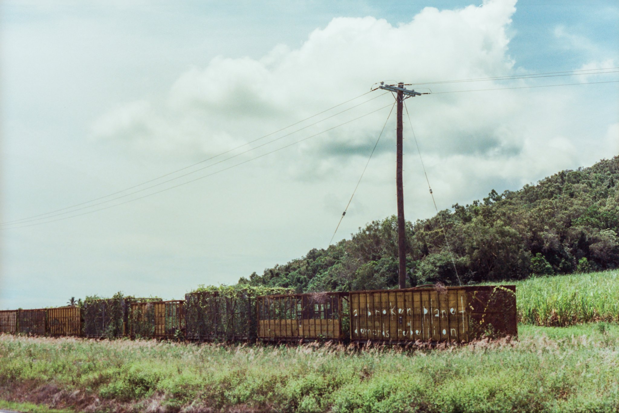Cassowary, QLD // Jan. 23, 2025 Canon AE-1 // Canon 50mm f/1.8 // Mr. Negative 500T