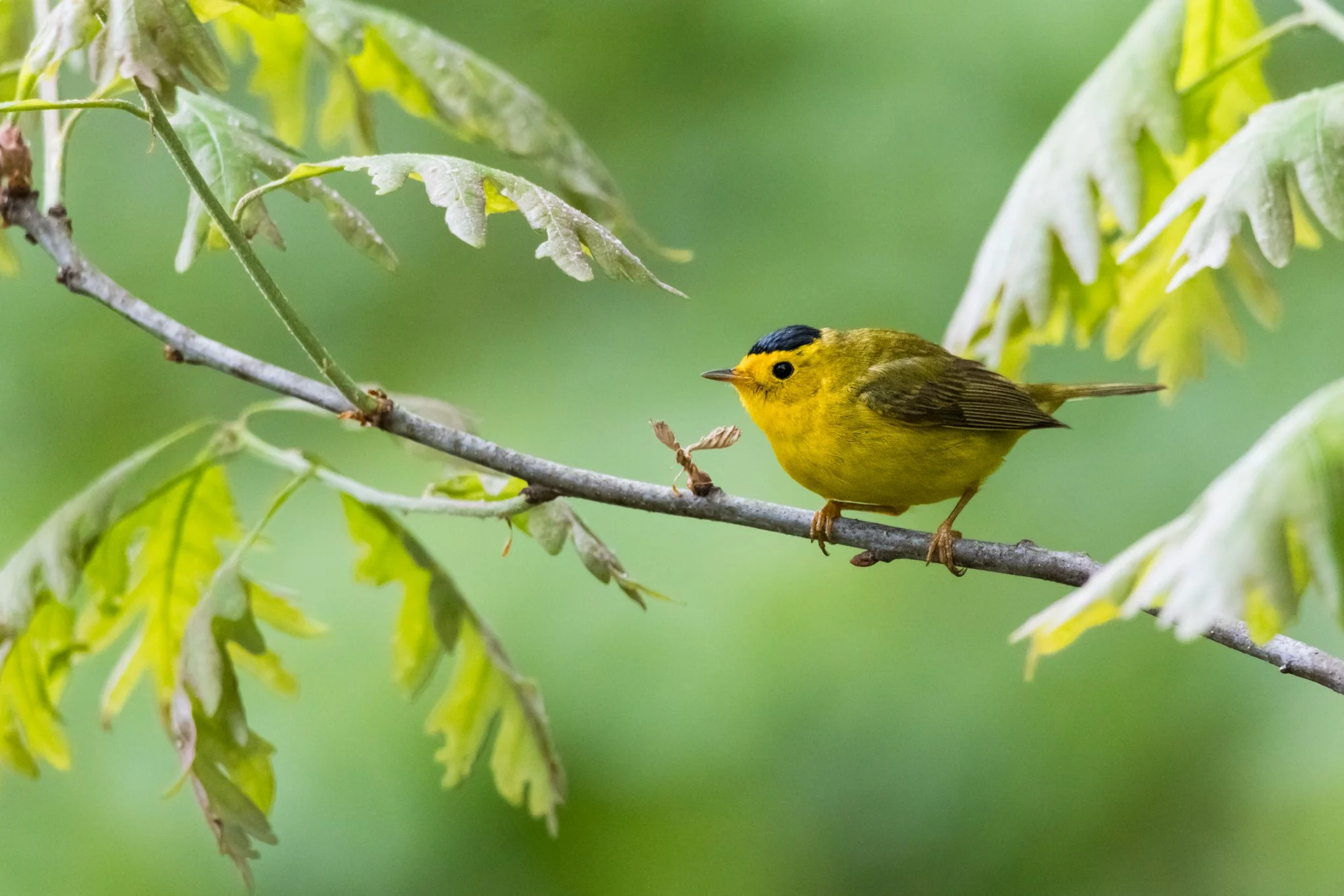 Wilson's Warbler