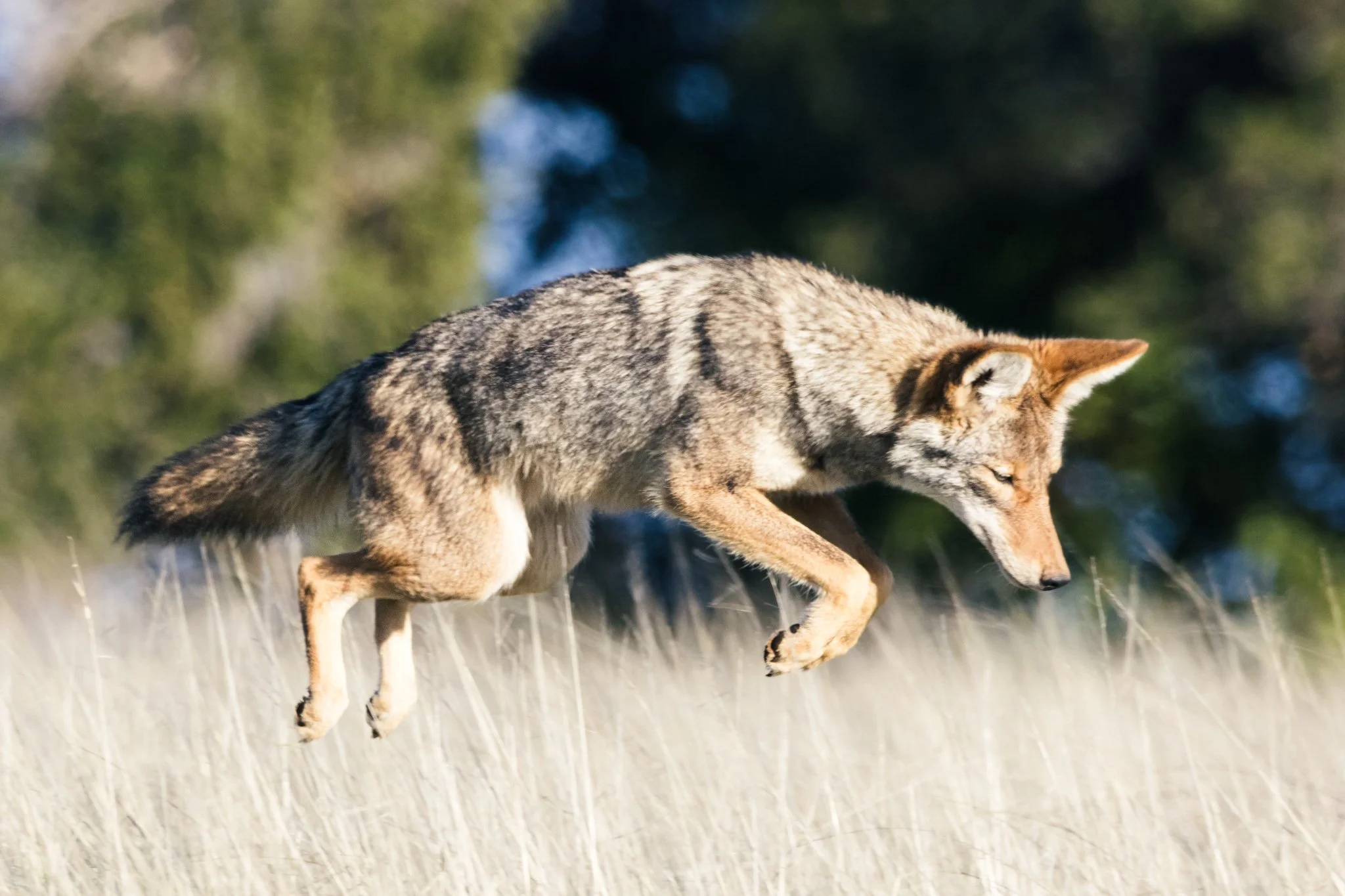 Coyote