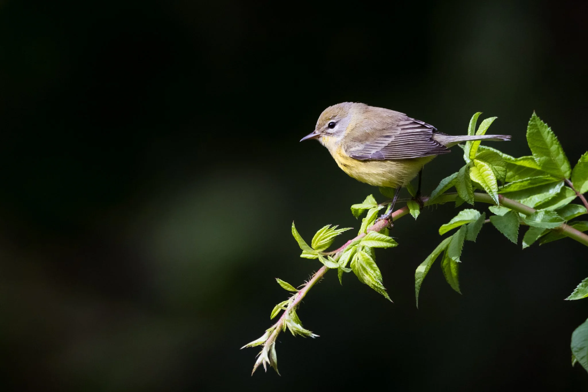 Prairie Warbler