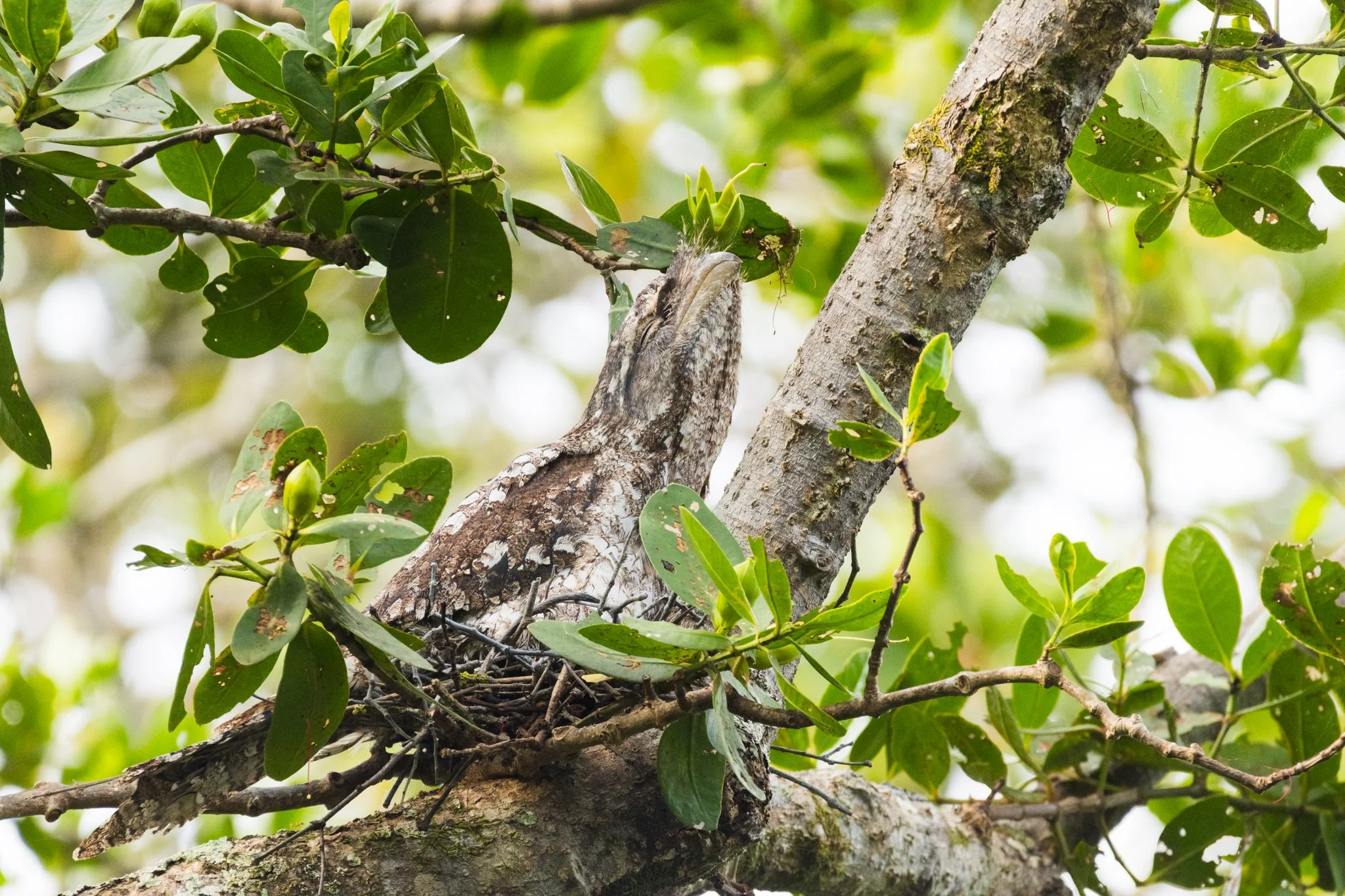 Papuan Frogmouth