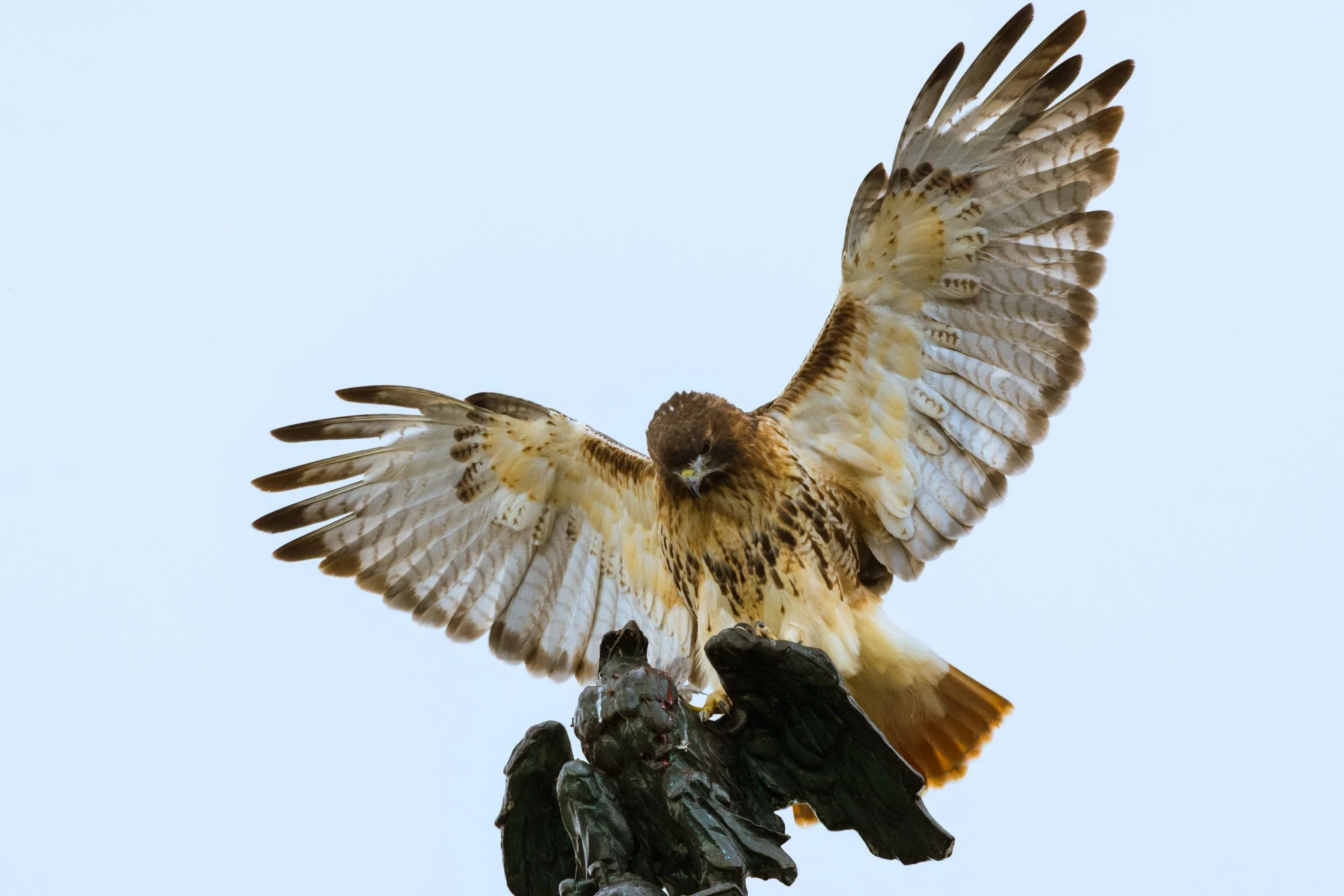 Red-tailed Hawk
