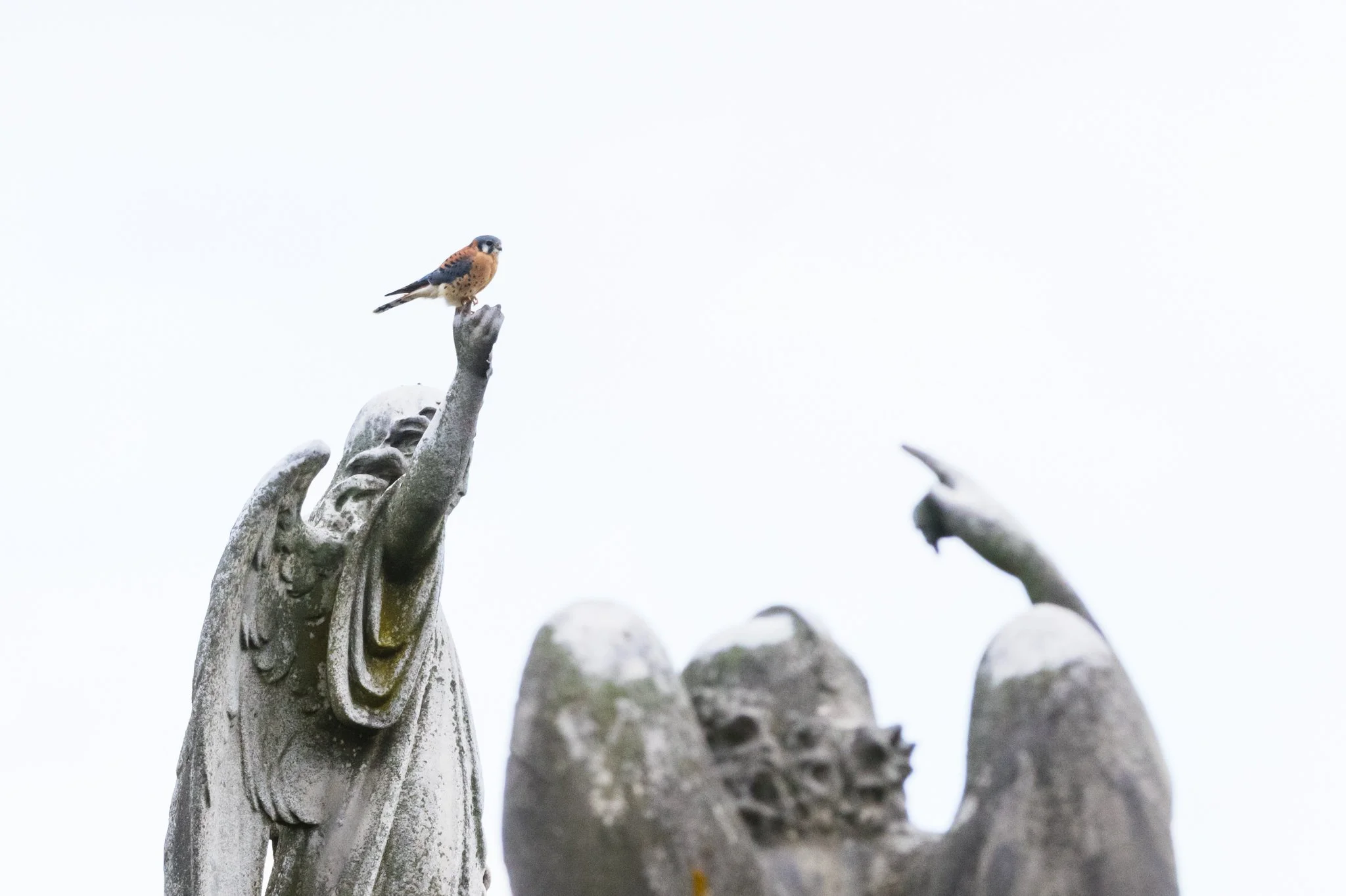 American Kestrel