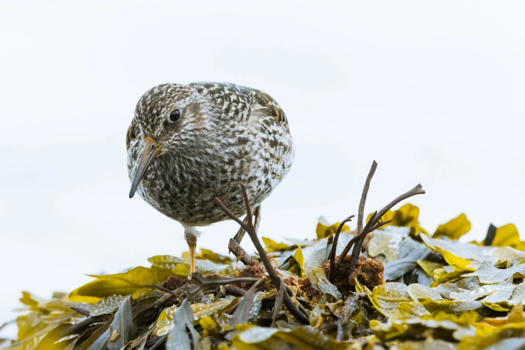 Purple Sandpiper