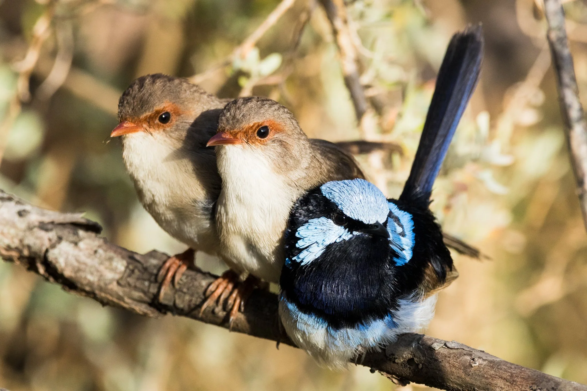 Superb Fairywren