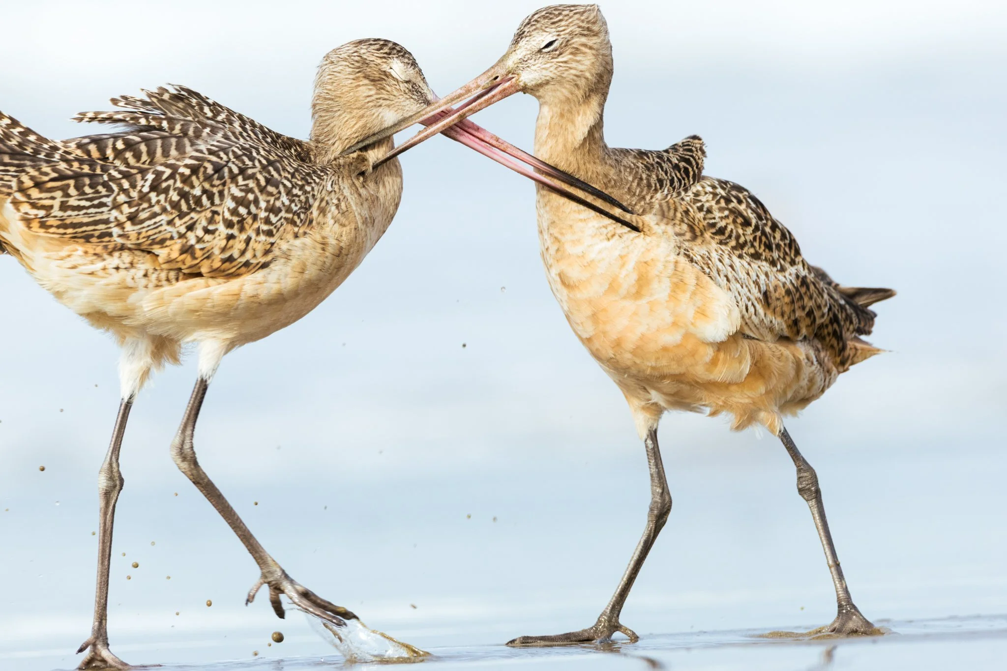 Marbled Godwits