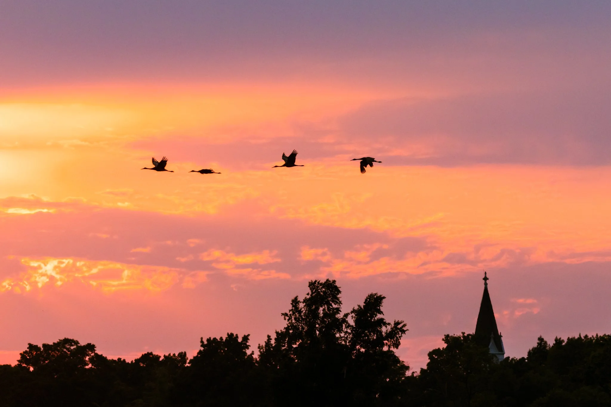 Sandhill Cranes