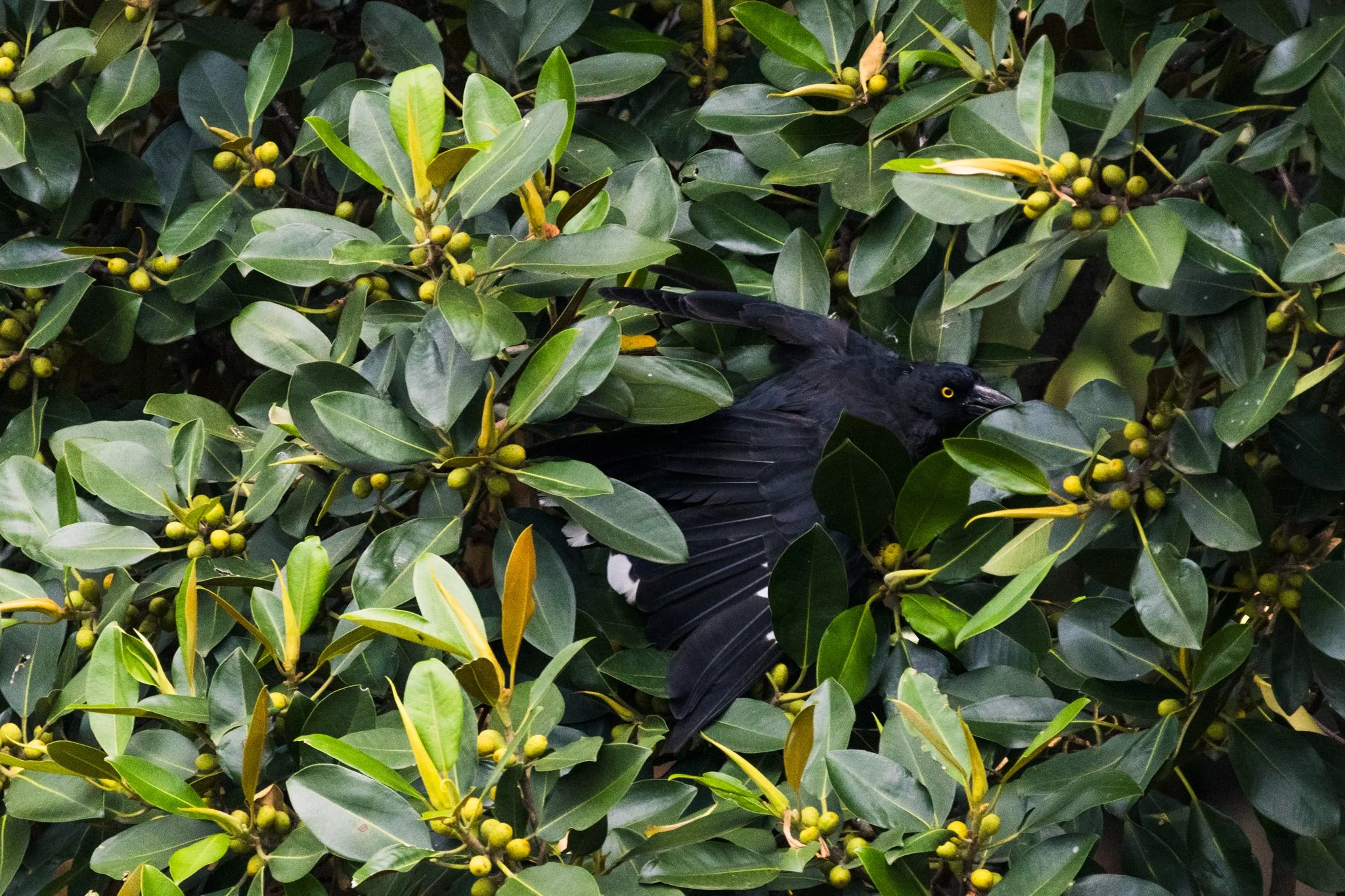 Pied Currawong