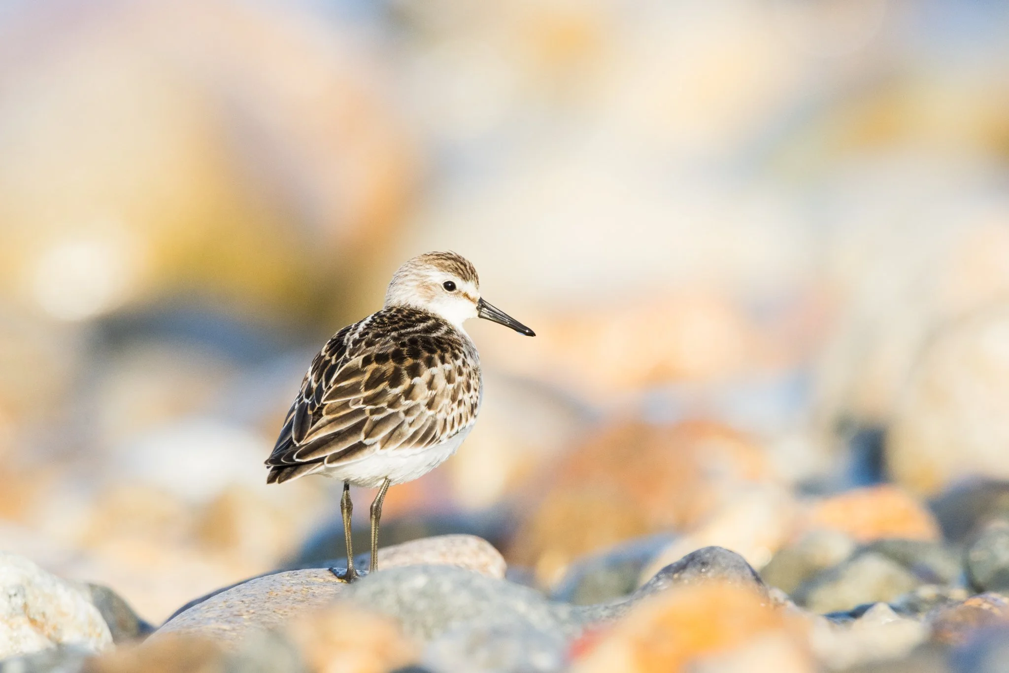 Semipalmated Sandpiper
