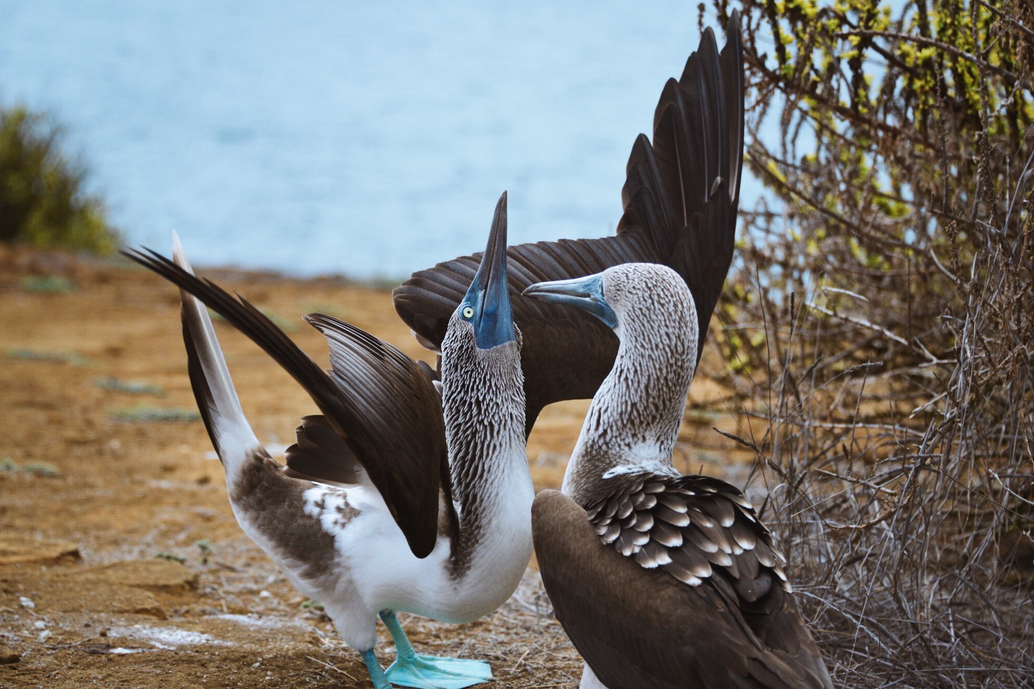 Blue-footed Booby