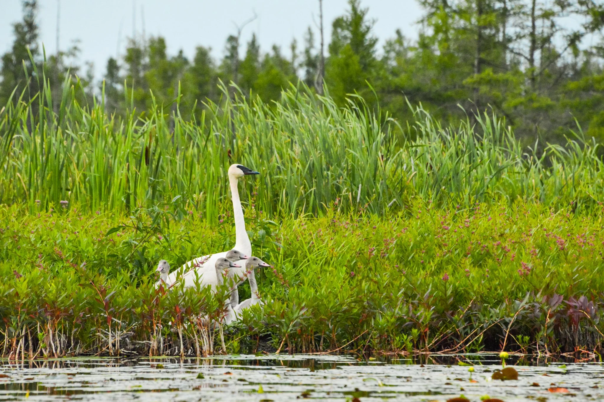 Trumpeter Swans