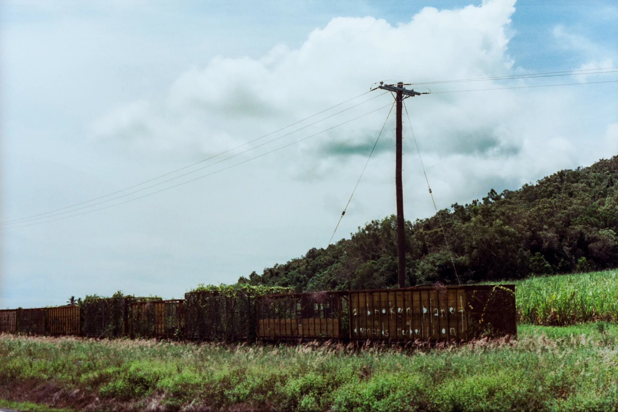  Cassowary, QLD // Jan. 23, 2025  Canon AE-1 // Canon 50mm f/1.8 // Mr. Negative 500T 