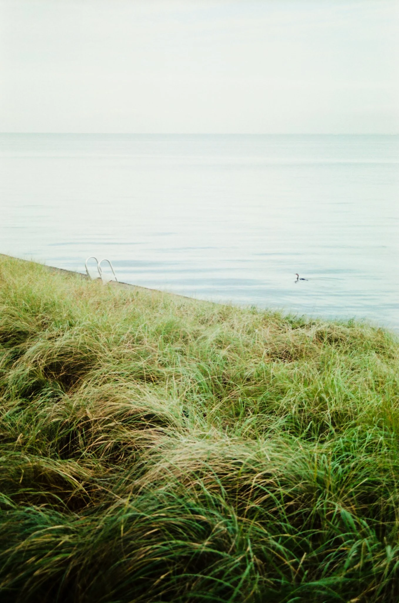  Suffolk Co., N.Y. // Aug. 23, 2025  Canon AE-1 // Sigma 35-70mm f/2.8-4 // Kodak Gold 200 