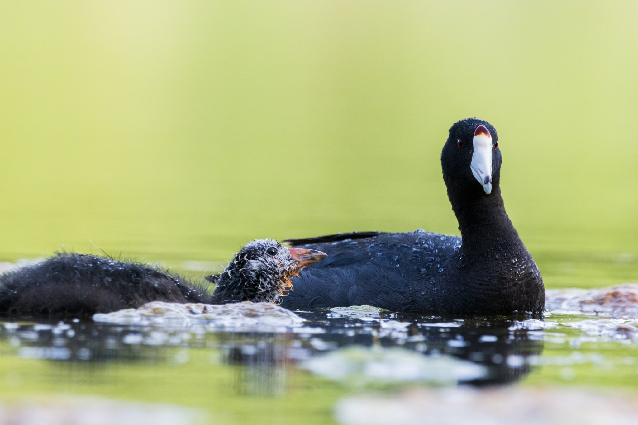American Coots