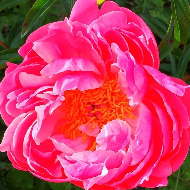 Peonies are a powerhouse of spectacular blossoms, and their majestic beauty extends below the surface--a certain type of peony root (bai shao) is a key ingredient in many traditional Chinese medicine herbal formulas for such conditions as anemia, men