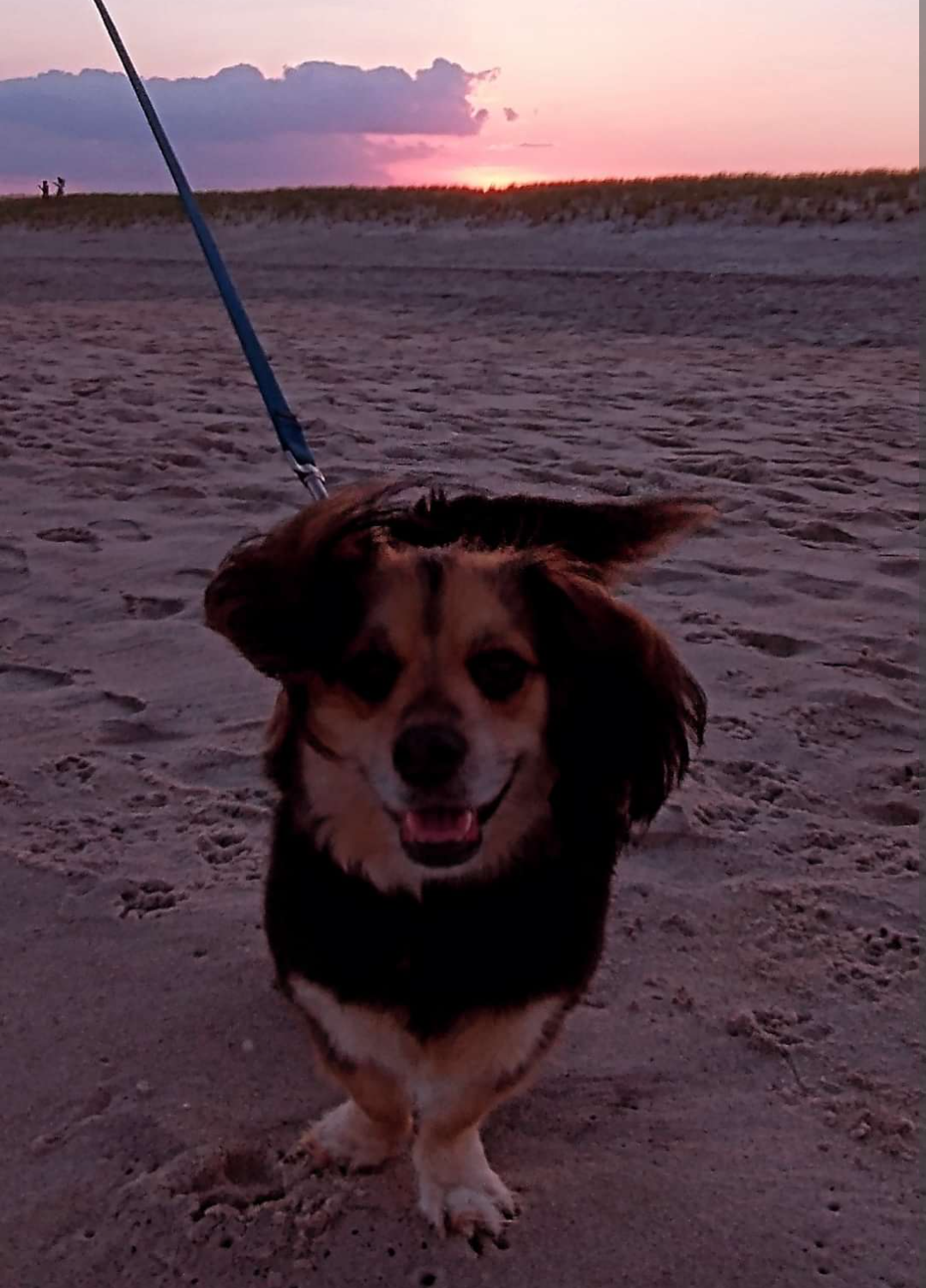 Sunset Dog Walks for Better Sleep