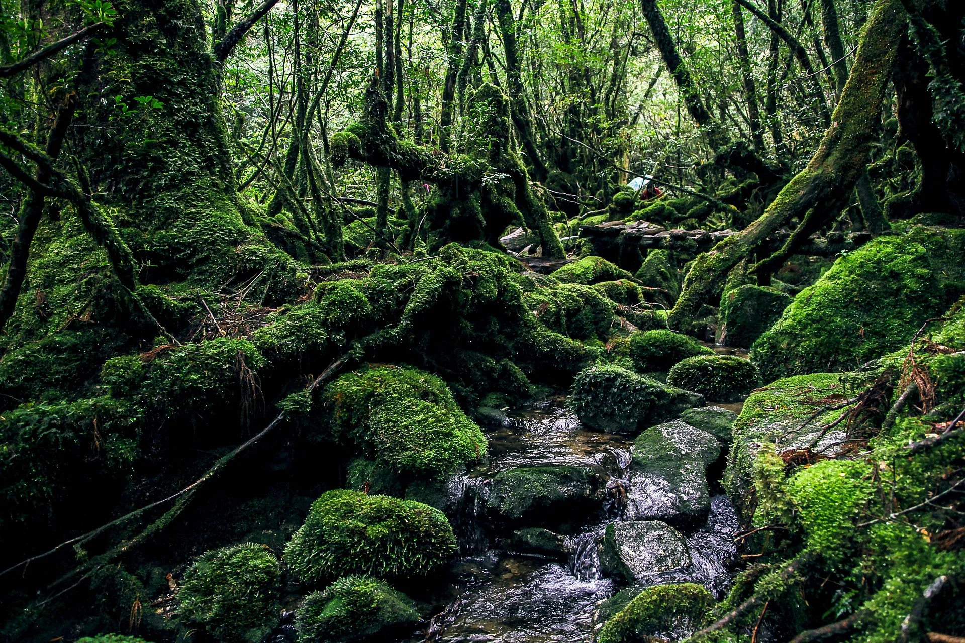 World Heritage Listed forest on Yakushima Island.