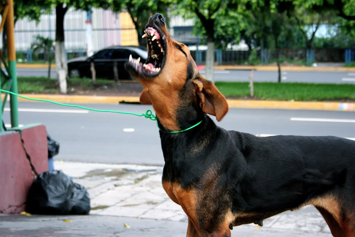 Treat your body that binges like you would your dog that barks. Don’t punish the outwards behavior… Love yourself until the behavior is gone.