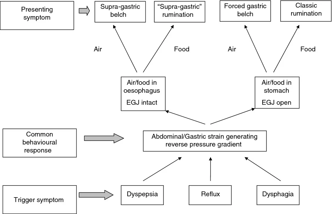 Tucker E , Knowles K , Wright J , Fox MR . Rumination variations: aetiology and classification of abnormal behavioural responses to digestive symptoms based on high-resolution manometry studies. Alimentary Pharmacology & Therapeutics 37: 263–274, 2013.