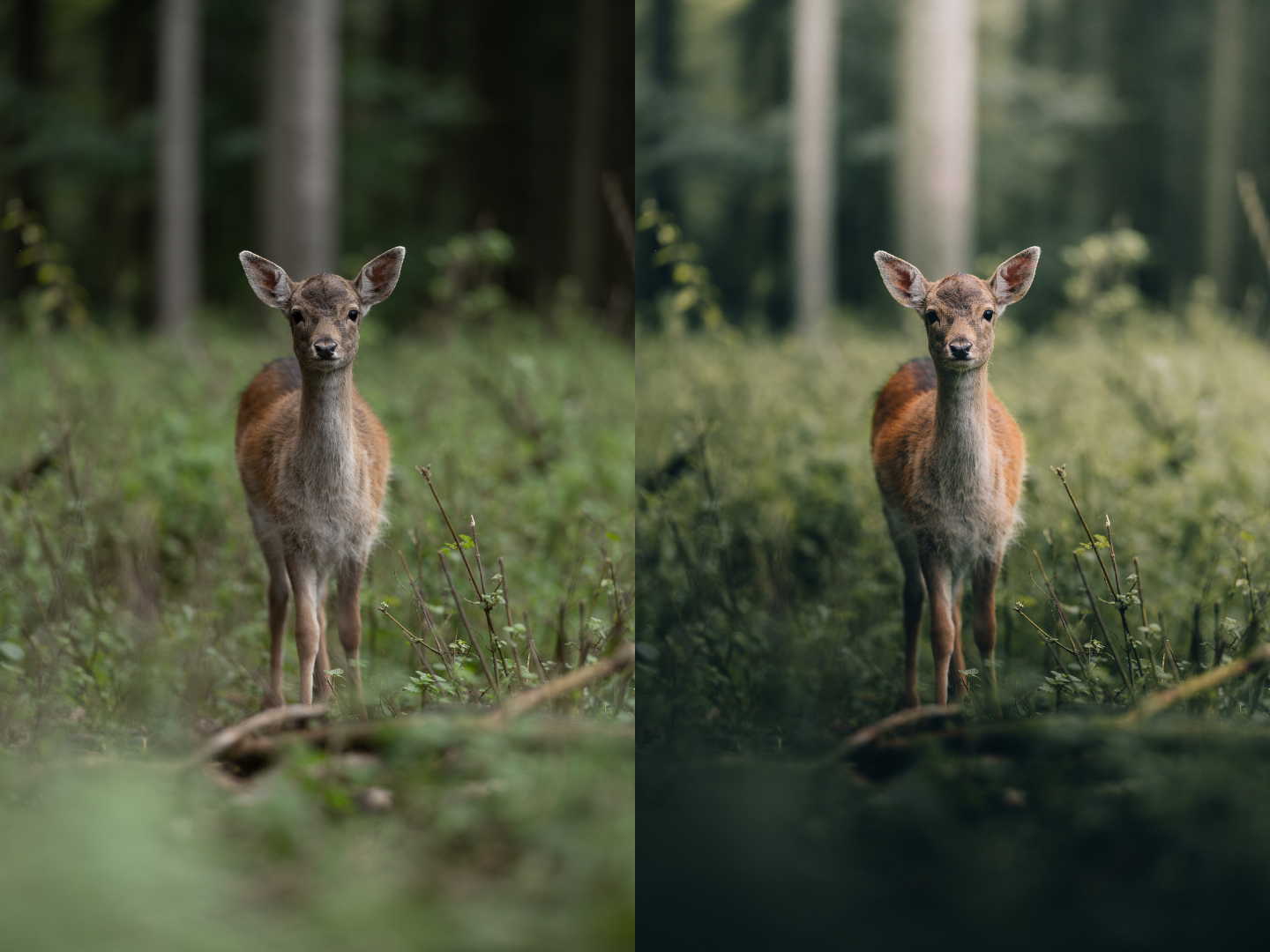 Elevate your forest photography to new heights with the captivating tones of Michael Kagerer's Forest Collection preset.