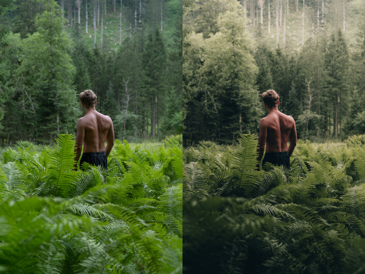 Step into a realm of tranquility and serenity with the Forest Collection preset by Michael Kagerer