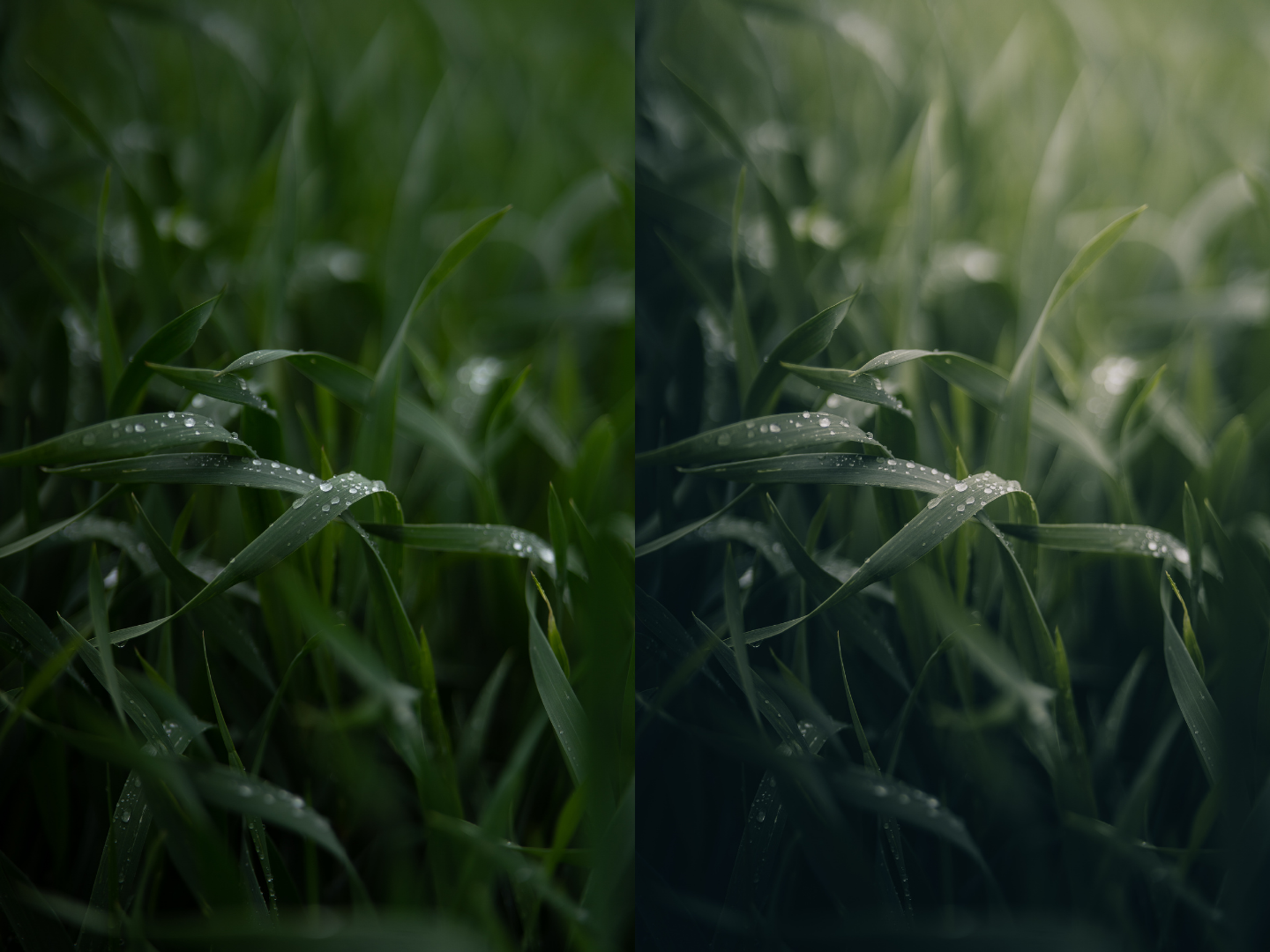 Unleash the mystical atmosphere of the forest with Michael Kagerer's captivating Forest Collection preset.