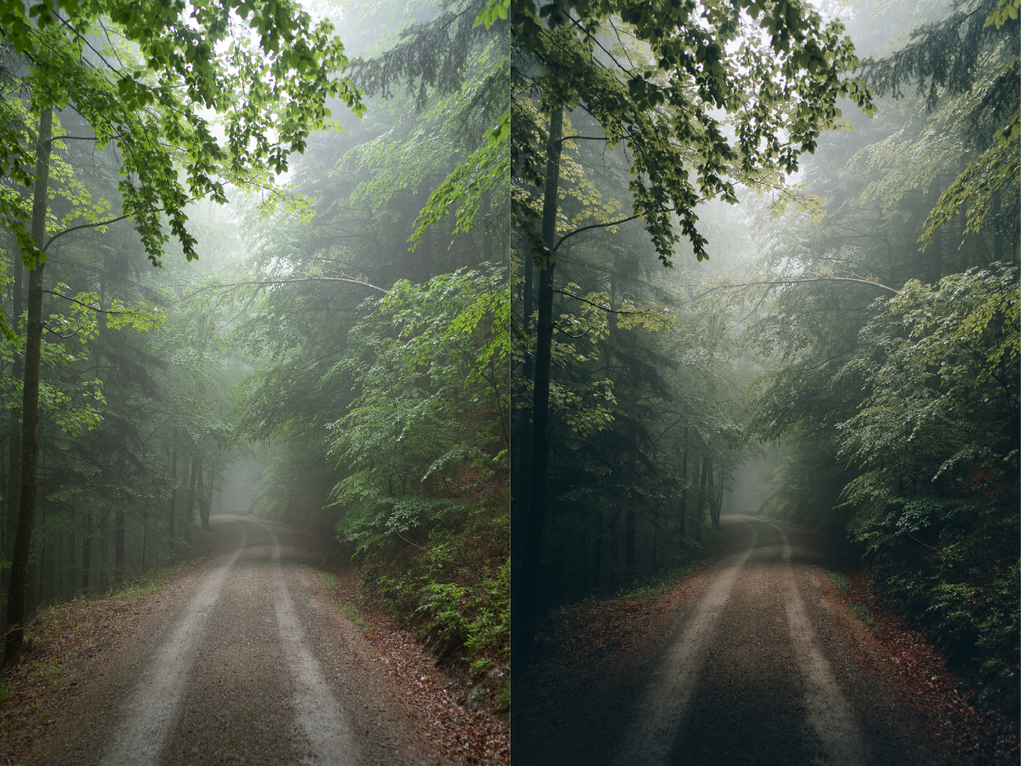 A captivating forest scene enhanced using Michael Kagerer's meticulously crafted preset.