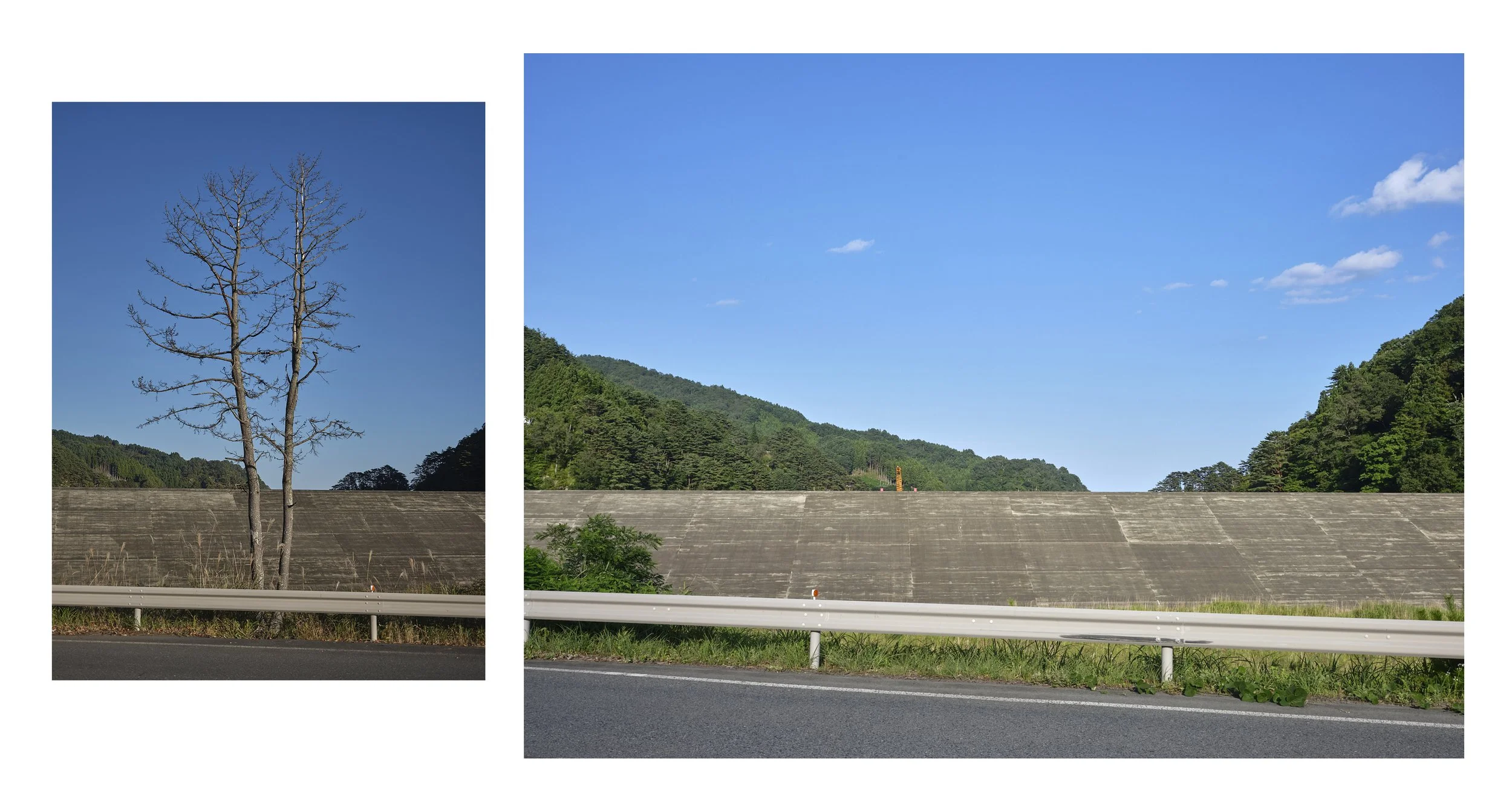 FT-KAMAISHI-MCLEOD-hatakeyama tree.jpg