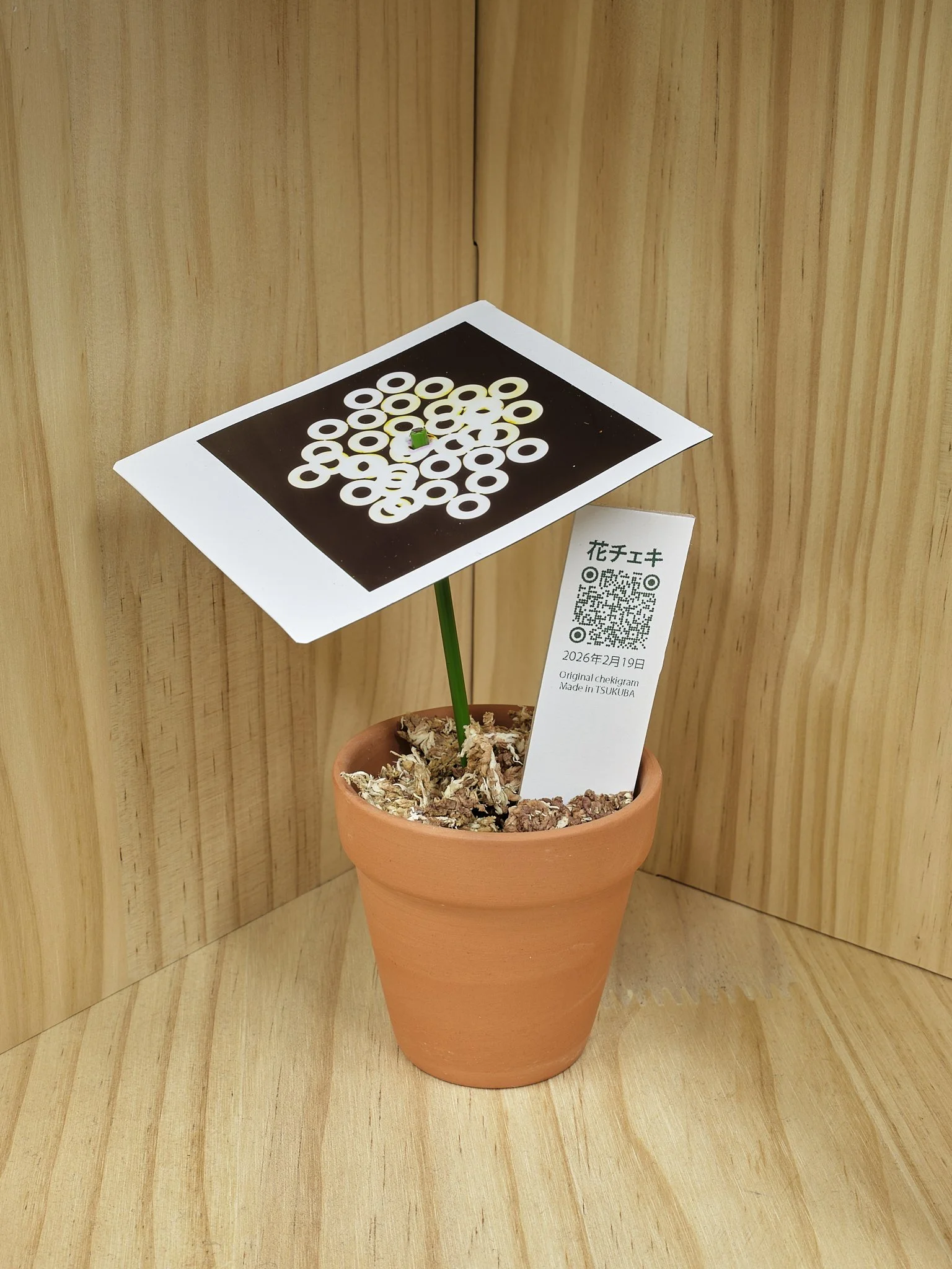 Flower Cheki (photogram)