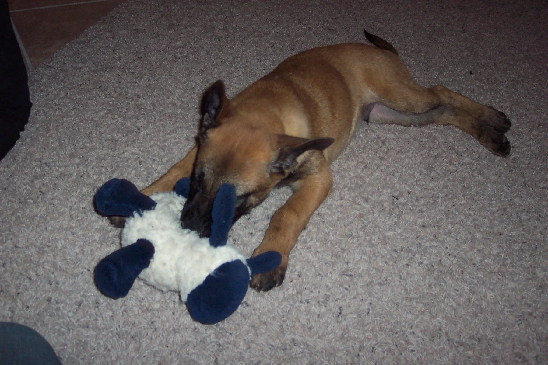 Dogs 051.jpg