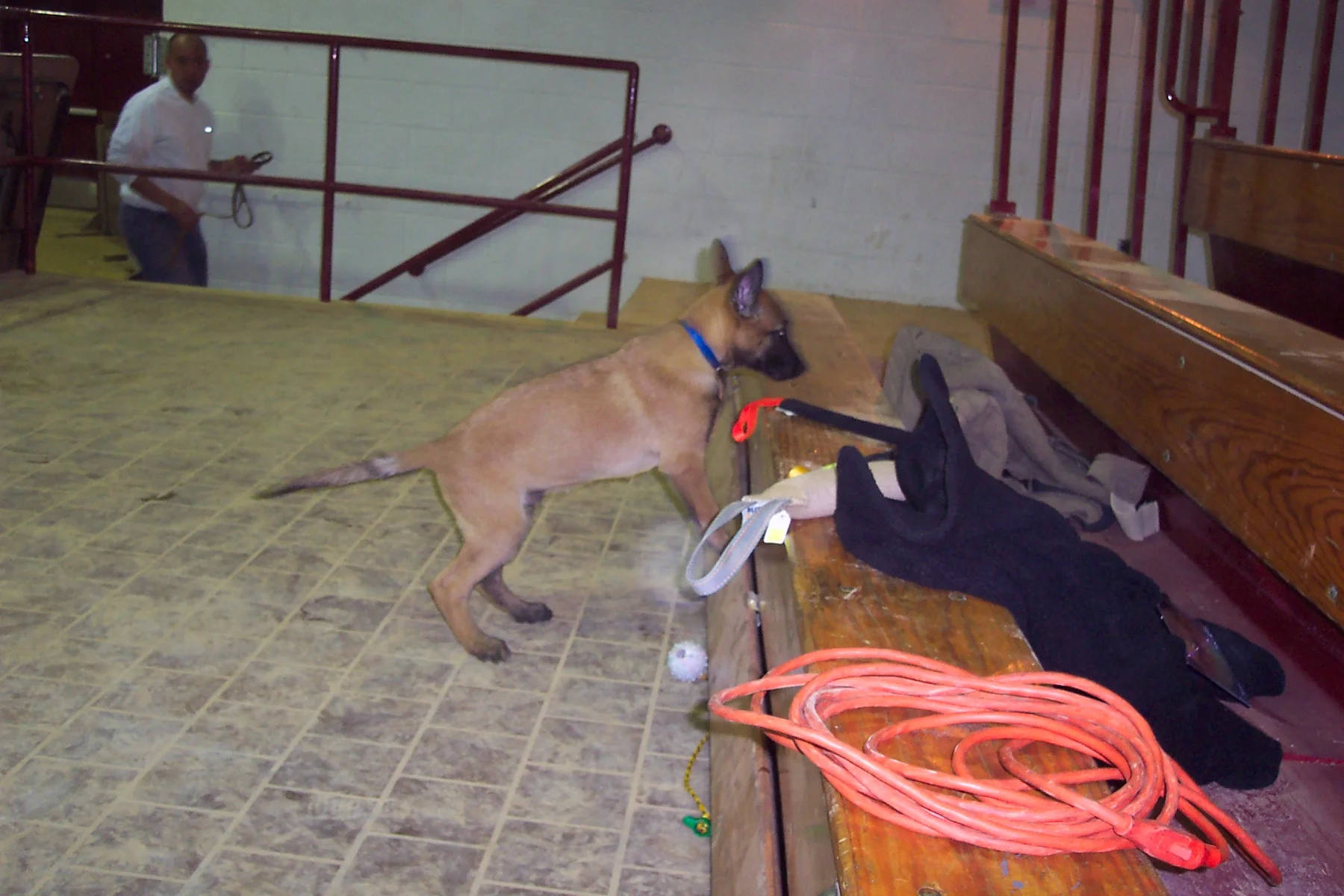 Dogs 047.jpg