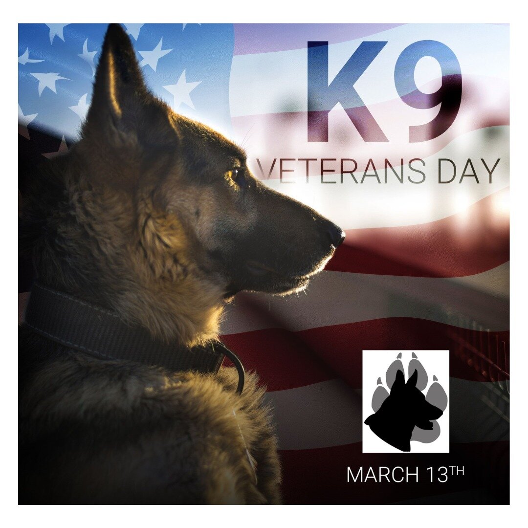 Thanking all the K9 Veterans out there for everything they've done to serve their communities and our country! 🇺🇸

#k9fund #woodburypolicek9fund #k9handlers #femalek9handlers #k9veterans #k9veteransday2024