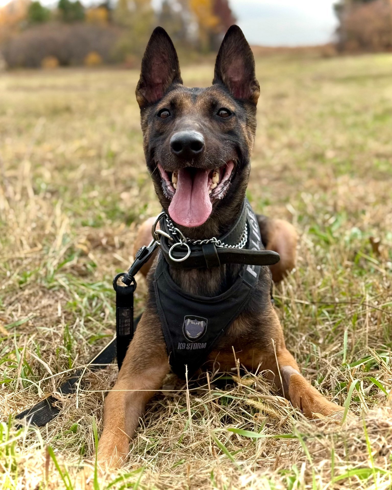 K9 CIRRUS (6/26/18 - 4/17/25)
EOW APRIL 17, 2025

The Woodbury Police K9 Fund is extremely saddened to announce the passing of police K9 Cirrus of the @woodburypd on Thursday, April 17th. Our award-winning Belgian Malinois served as a vigilant and lo
