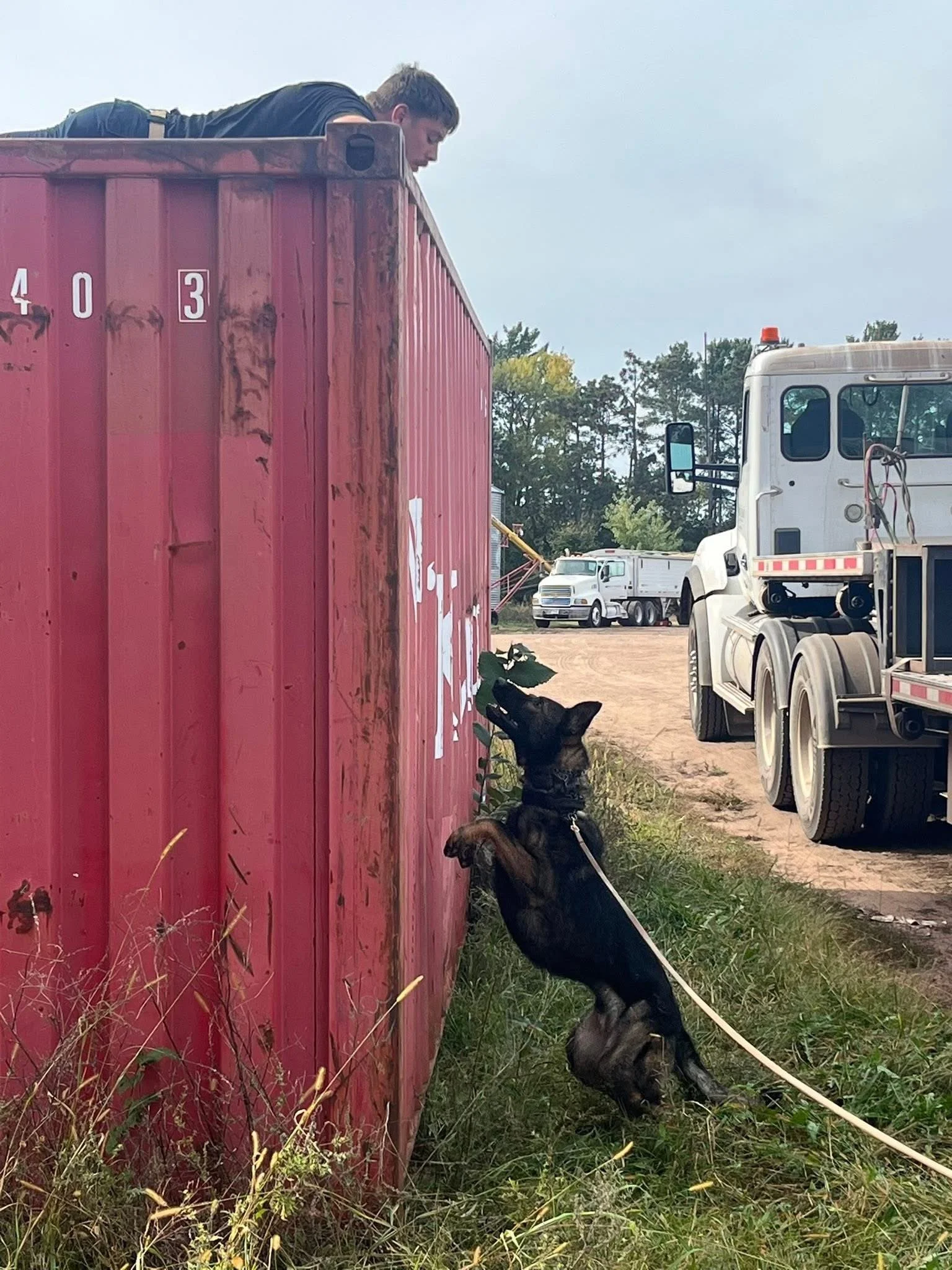A person laying on top of a red shipping container, with dogs sniffing underneath it, and trucks parked in the background on a dirt road.
