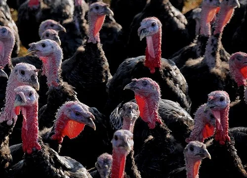 turkeys-e1321533659740.jpg