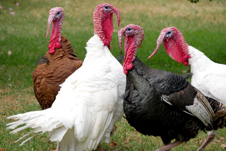 the-feast-turducken-turkey.jpg
