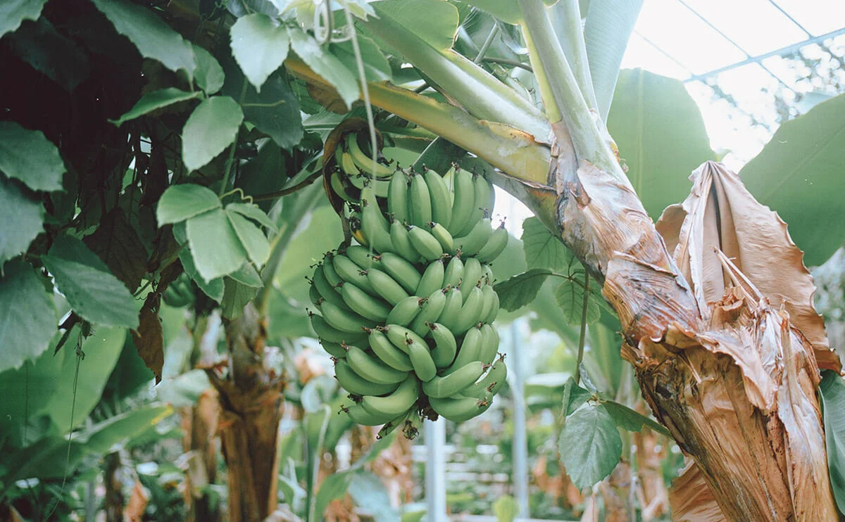 BananaIceland.jpg