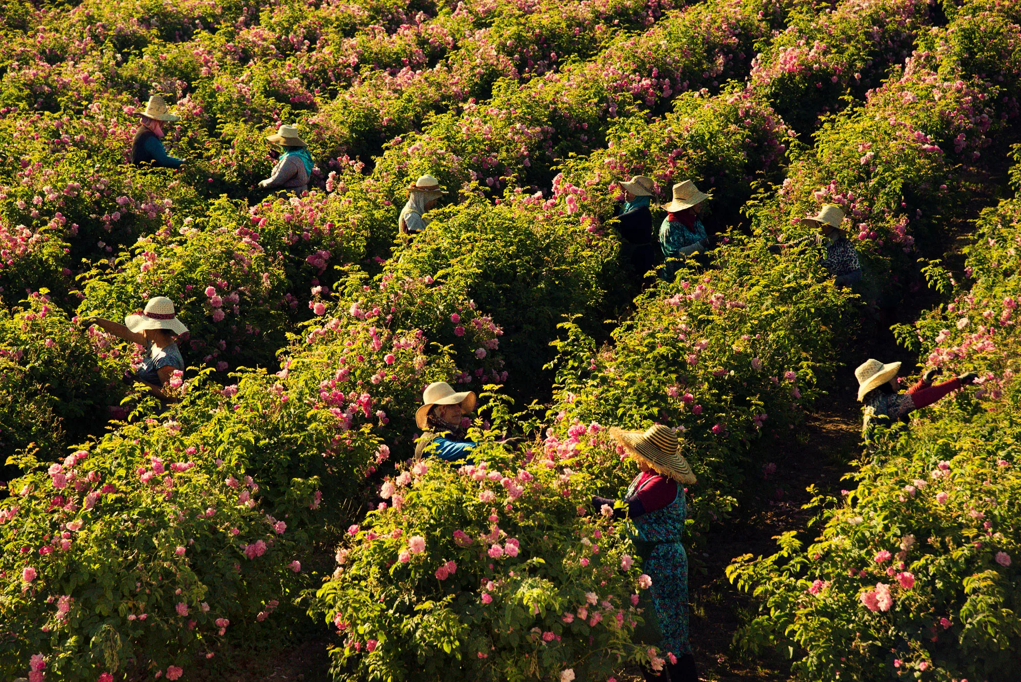 scent_roses.jpg