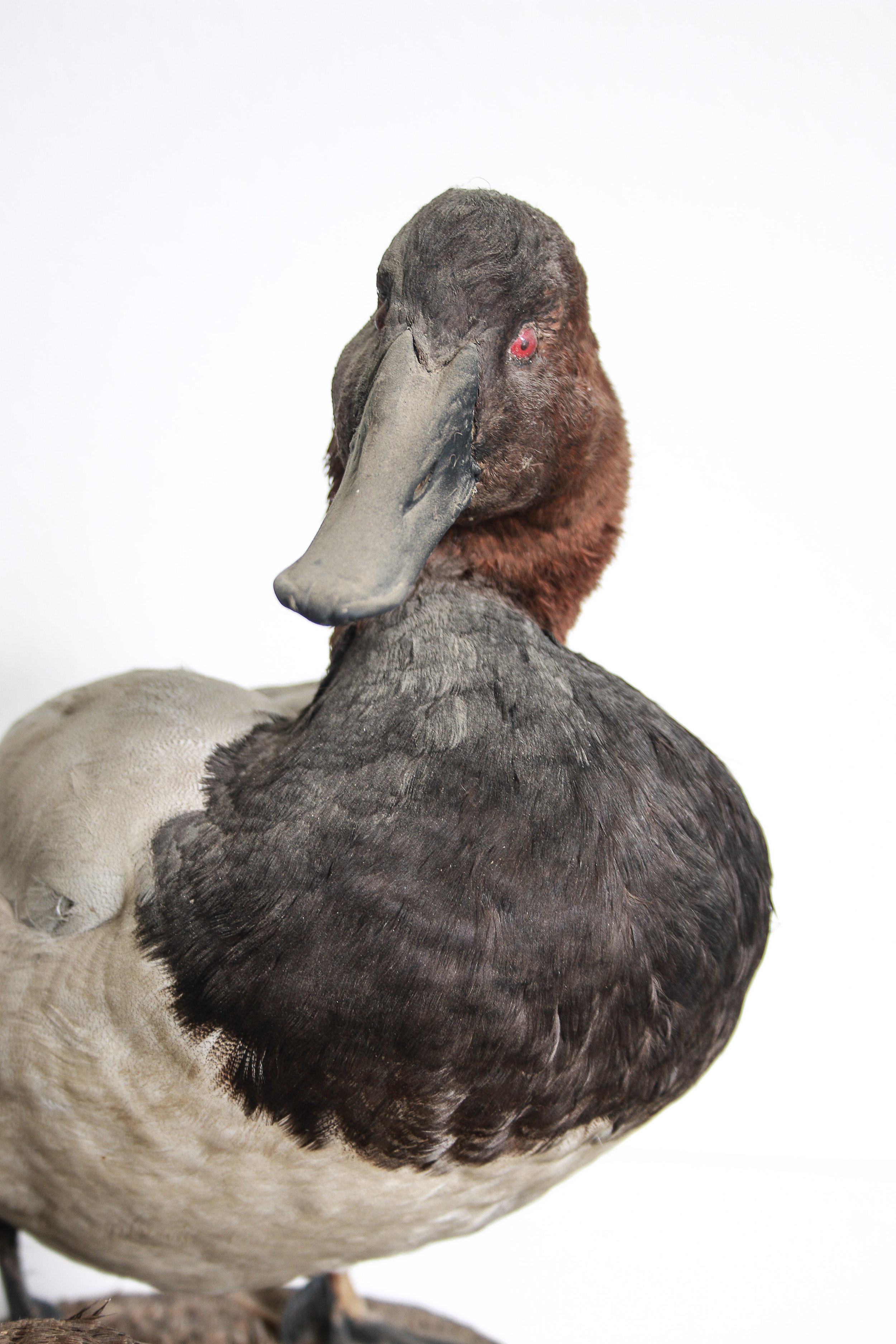 Avian Taxidermy restoration and cleaning service canvasback duck repair.jpg