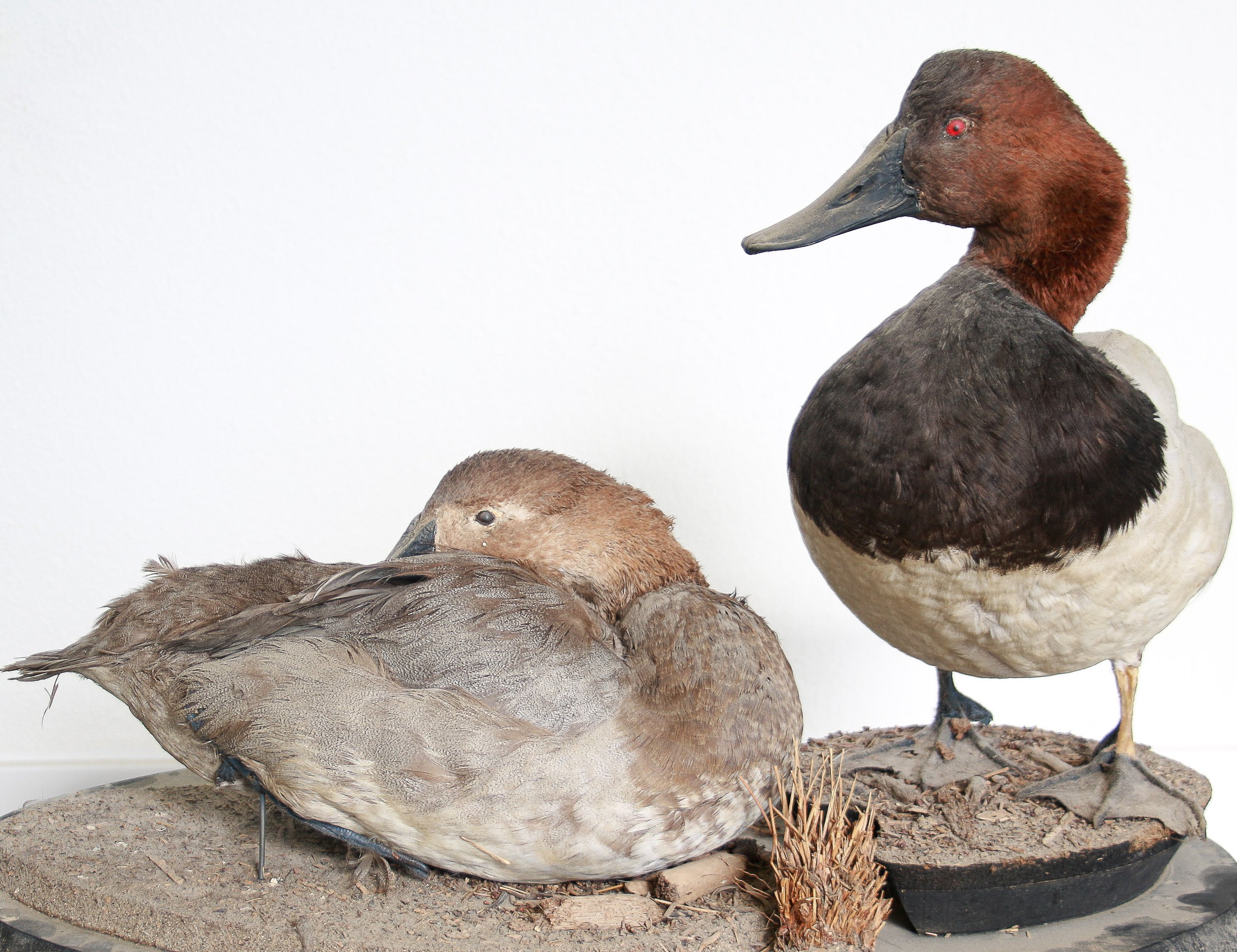 Avian Taxidermy restoration: cleaning service canvasback duck repair.jpg