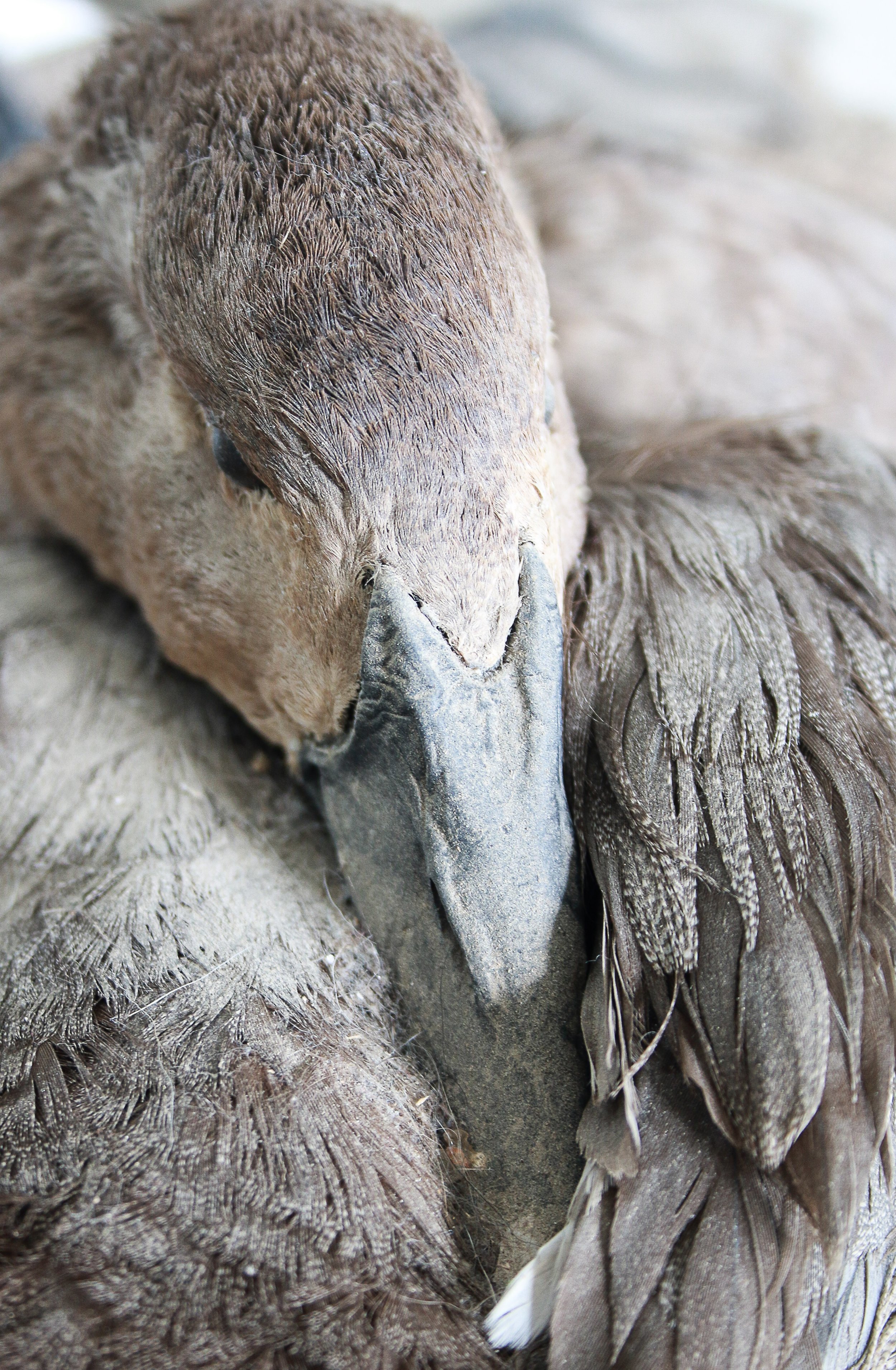 Avian Taxidermy restoration & cleaning service canvasback duck repair.jpg